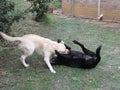 White and Black Dogs play fighting wrestling in the garden Royalty Free Stock Photo