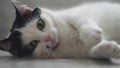 White black domestic cat is being played, lies on floor, looks at camera, twitches and moves its paws. Pupils are