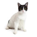 White and Black Domestic Shorthair Cat