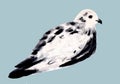 White and black dove isolated. Pigeon bird. Hand drawn watercolor illustration