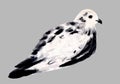 White and black dove isolated. Pigeon bird. Hand drawn watercolor illustration