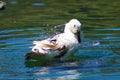 A white and black duck playing and splashing in the water on top of gorgeous green lake water at Kenneth Hahn Park Royalty Free Stock Photo