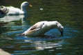 A white and black duck playing and splashing in the water on top of gorgeous green lake water at Kenneth Hahn Park Royalty Free Stock Photo