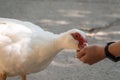 White and black duck with red head, The Muscovy duck, feeding from hand Royalty Free Stock Photo