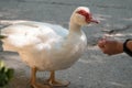 White and black duck with red head, The Muscovy duck, feeding from hand Royalty Free Stock Photo