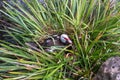 White and black duck with red head, The Muscovy duck, sits in nest, The Muscovy duck, lat. Cairina moschata Royalty Free Stock Photo