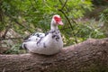 White and black duck with red head, The Muscovy duck, sits on the tree on the shore of the pond