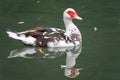 White and black duck with red head, The Muscovy duck, swims in the pond Royalty Free Stock Photo