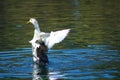 A white and black duck spreading its wings on top of gorgeous green lake water at Kenneth Hahn Park Royalty Free Stock Photo