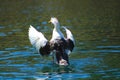 A white and black duck spreading its wings on top of gorgeous green lake water at Kenneth Hahn Park Royalty Free Stock Photo