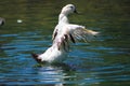 A white and black duck spreading its wings on top of gorgeous green lake water at Kenneth Hahn Park Royalty Free Stock Photo
