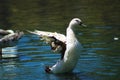 A white and black duck spreading its wings on top of gorgeous green lake water at Kenneth Hahn Park Royalty Free Stock Photo