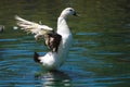A white and black duck spreading its wings on top of gorgeous green lake water at Kenneth Hahn Park Royalty Free Stock Photo