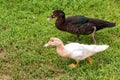 Two ducks walk on grass Royalty Free Stock Photo