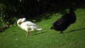 White and black Ducks on a green lawn clean feathe