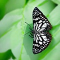 White and black exotic colorful butterfly, AI generated art