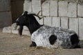 White and black Fainting goat resting on the ground in front of a brick wall