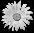 White-black flower chamomile isolated on a white background . Close up. Royalty Free Stock Photo