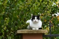 White and black fluffy cat sits on the fence