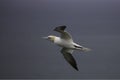Gannet gliding through the air over the north sea Royalty Free Stock Photo