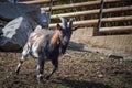 A white and black goat at the farm. Royalty Free Stock Photo