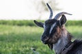 White with black goat portrait on natural background Royalty Free Stock Photo