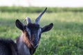 White with black goat portrait on natural background Royalty Free Stock Photo