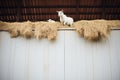 white and black goats climbing hay in barn