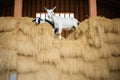 white and black goats climbing hay in barn