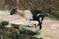 White and black goats living in the mountains of Sri Lanka