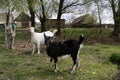 White and black goats in a meadow with green grass and yellow dandelions Royalty Free Stock Photo