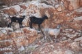 White and black goats over the mountains rocks Royalty Free Stock Photo