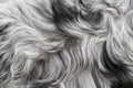 White and black, grey dog`s dense fur high quality macro, gray haired dog`s coat or simply a fluffy rug background texture