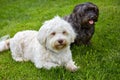 White and black havanese dog lying in the green grass