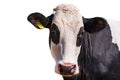 White and Black Head of Cow Isolated on White Background Royalty Free Stock Photo