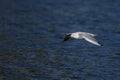 White black-headed gull Chroicocephalus ridibundus flying over the blue water of the river Royalty Free Stock Photo