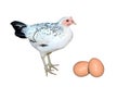 White black Hens chicken and two egg isolate on white background