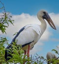 White and black heron sits on tree branch, white and blue clouds