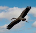 White and black herons are flying, white and blue clouds