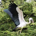 White and black herons are flying over the tamarind tree with their wings up