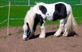 White-black horse.