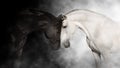 Black and white horse cople portrait Royalty Free Stock Photo