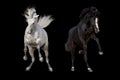 White and black horse run Royalty Free Stock Photo