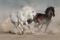 White and black horses