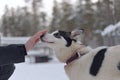 White and black husky dog sniffs hand in a snowy setting