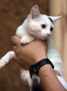 White and black kitten in the arms of a volunteer Royalty Free Stock Photo