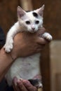 White and black kitten in the arms of a volunteer Royalty Free Stock Photo