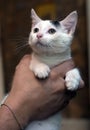 White and black kitten in the arms of a volunteer Royalty Free Stock Photo