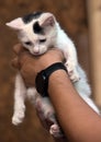 White and black kitten in the arms of a volunteer Royalty Free Stock Photo