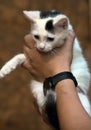 White and black kitten in the arms of a volunteer Royalty Free Stock Photo